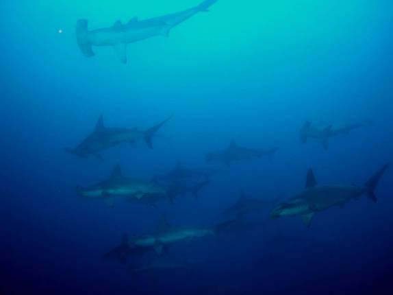 Cardume de tubarões em mergulho em Darwin, em Galápagos (foto de Hnning Abheiden)